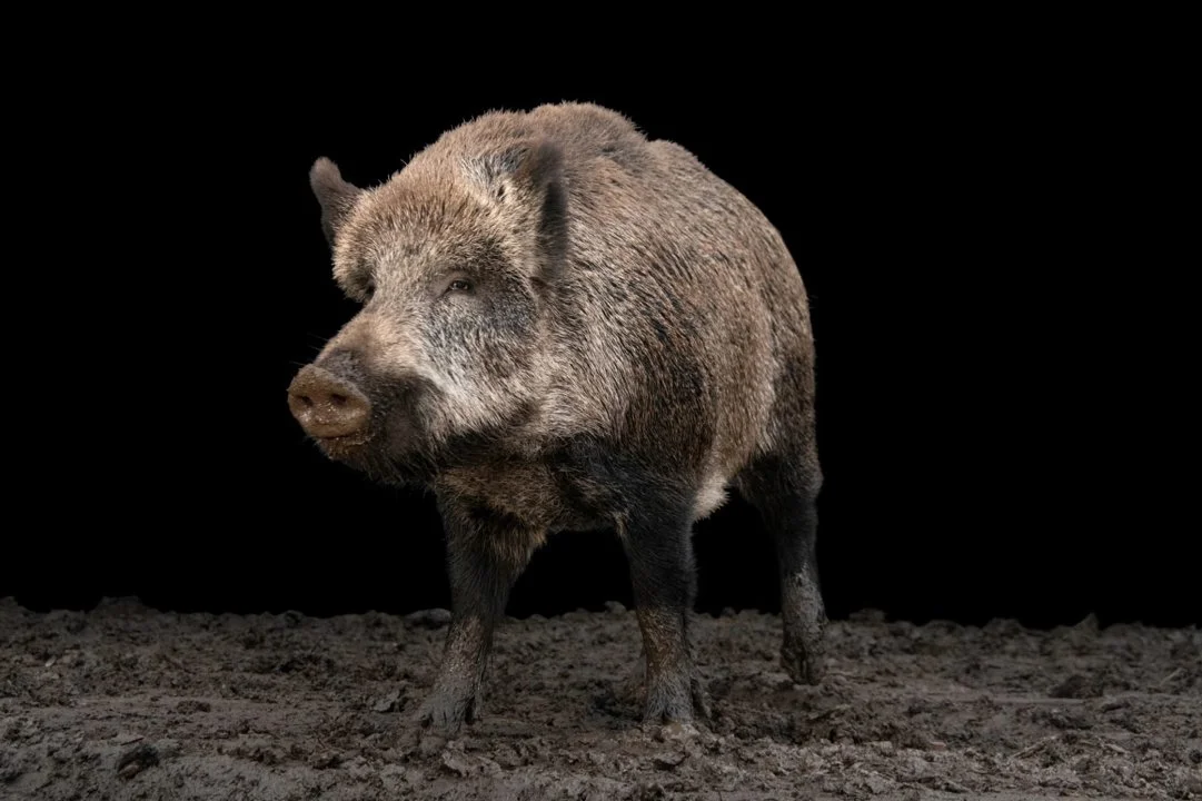 Wilde vark (Azië wilde vark) (Sus scrofa attila), 2 of 3