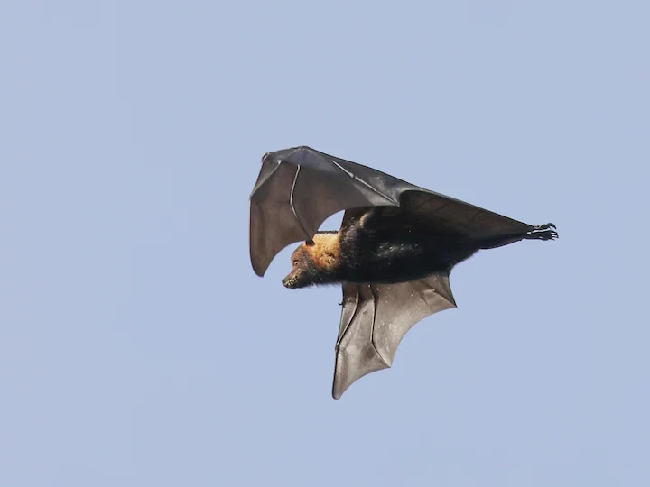 Pacific Flying Fox (Tongan Flying Fox, Insular Flying Fox) (Pteropus tonganus)