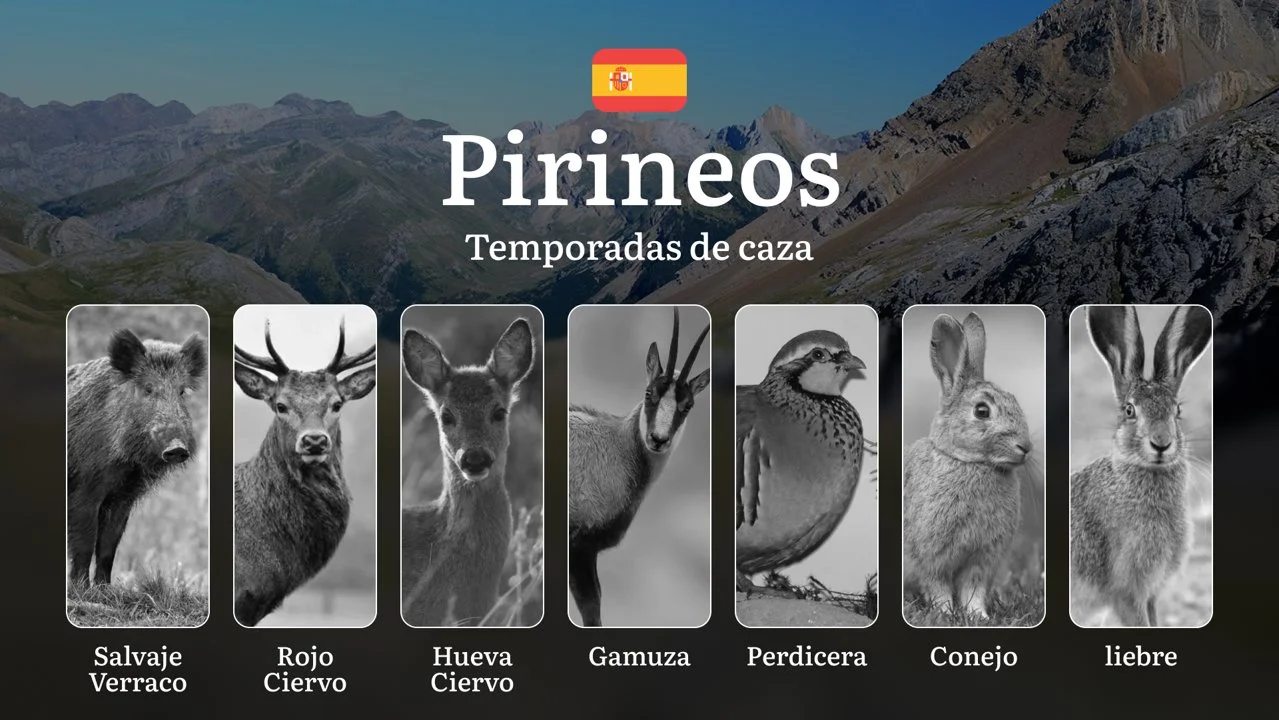 PIRINEOS Cinegéticos: Temporadas y períodos de caza, Calendario por Altitud, Legislación Española y Trofeos de Montaña

Los Pirineos, que se extienden a lo largo de la fr