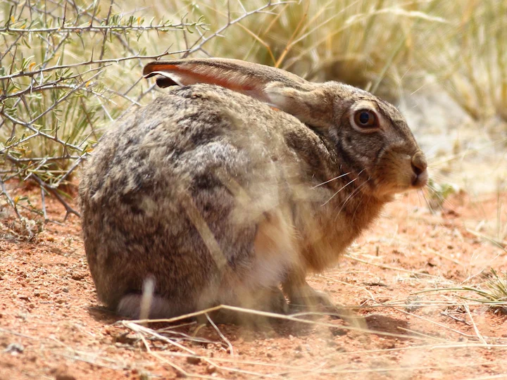 Заек (Арабски заек) (Lepus capensis arabicus)