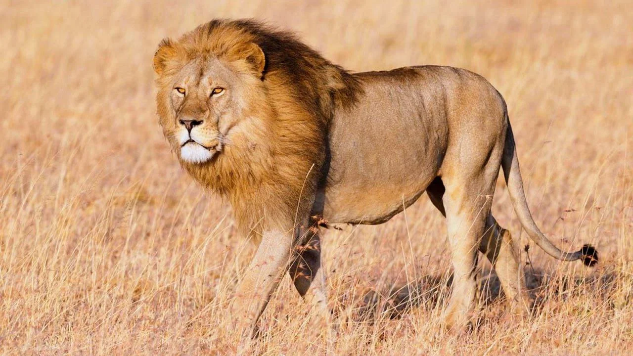 Lions in Zambia 2026: Population, Best Parks & Where to See Them on Safari

Discover Zambia's wild lion population in 2026. Get the latest stats, top viewing spots in Sou