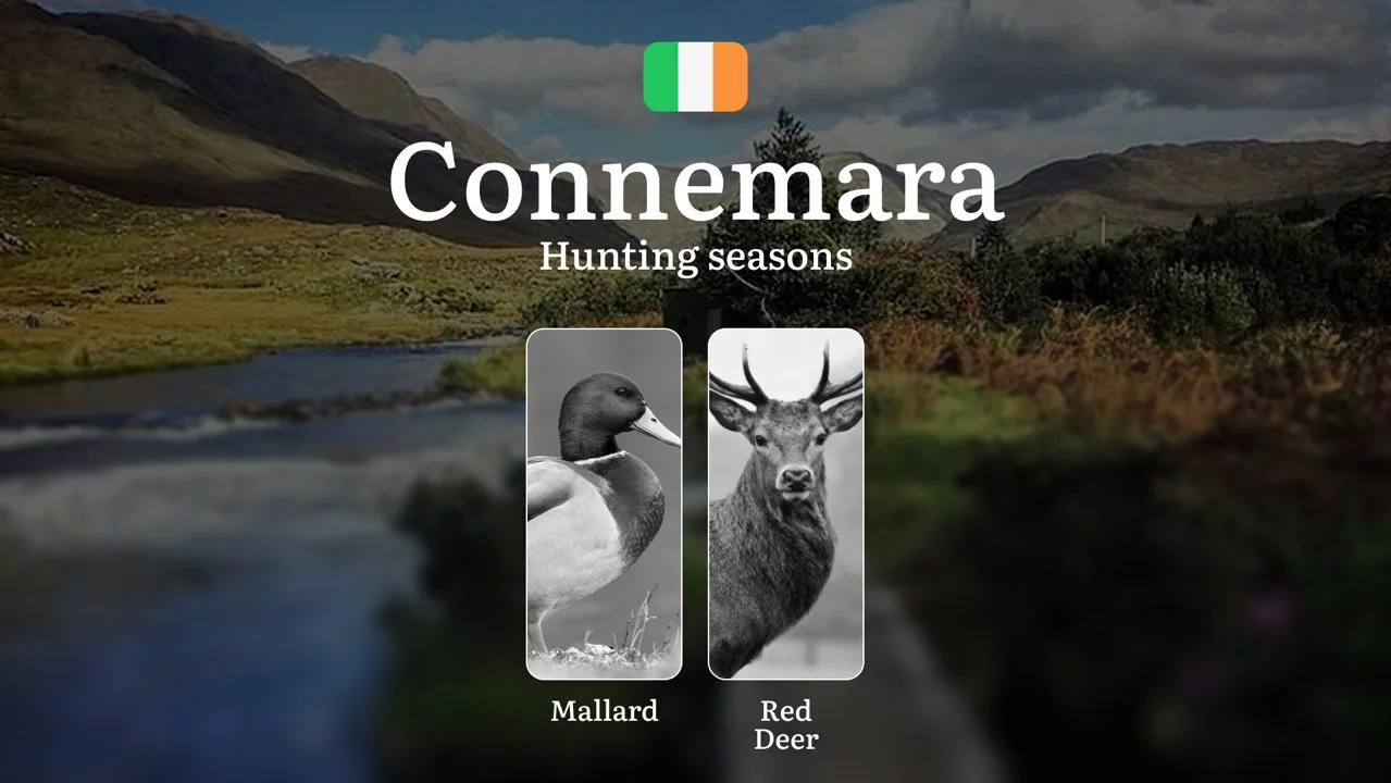 CONNEMARA'S Wild Rhythms: Hunting Calendar, Coastal Game Patterns, and Licenses in Ireland's Atlantic Frontier

General Hunting Rules and Seasons in Connemara

Connemara'