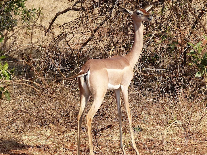 Gazzella giraffa