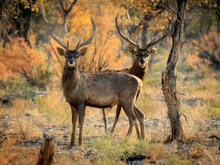 Բակտրիական եղջերու (Բակտրիական որմզդ) (Cervus elaphus bactrianus), 3 of 3