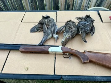 Beautiful country to hunt mountain grouse. I was blessed to bag my limit yesterday evening