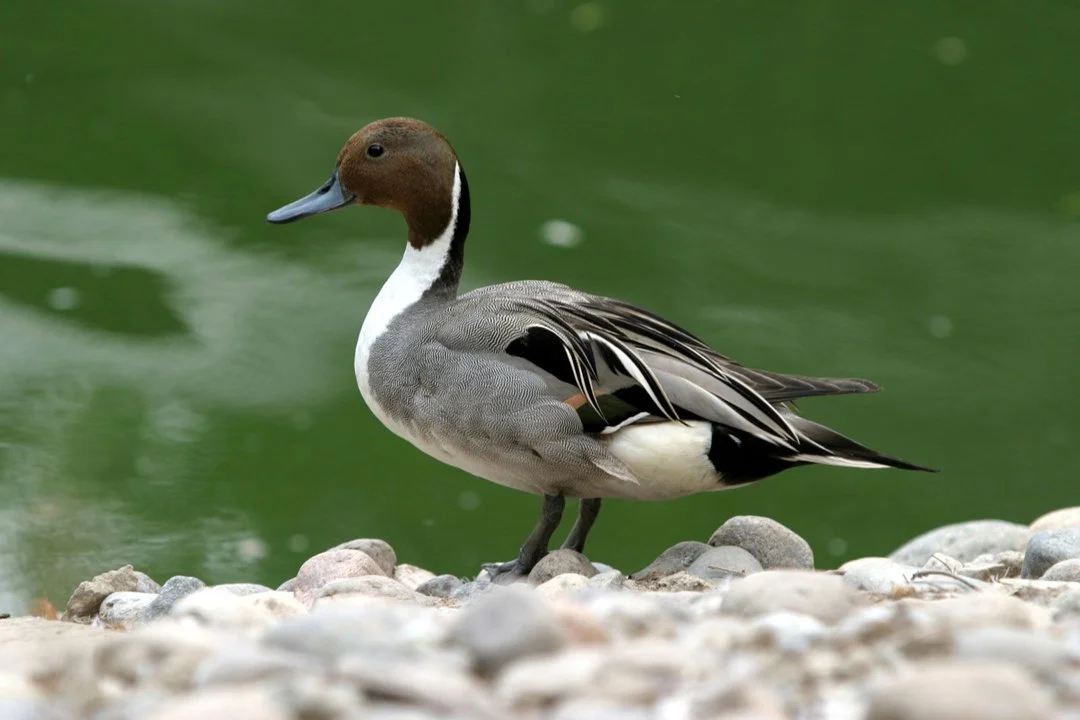 Kansas Migratory Bird Hunting Fees: Proposed Increase to Fund Conservation and Wetland Management