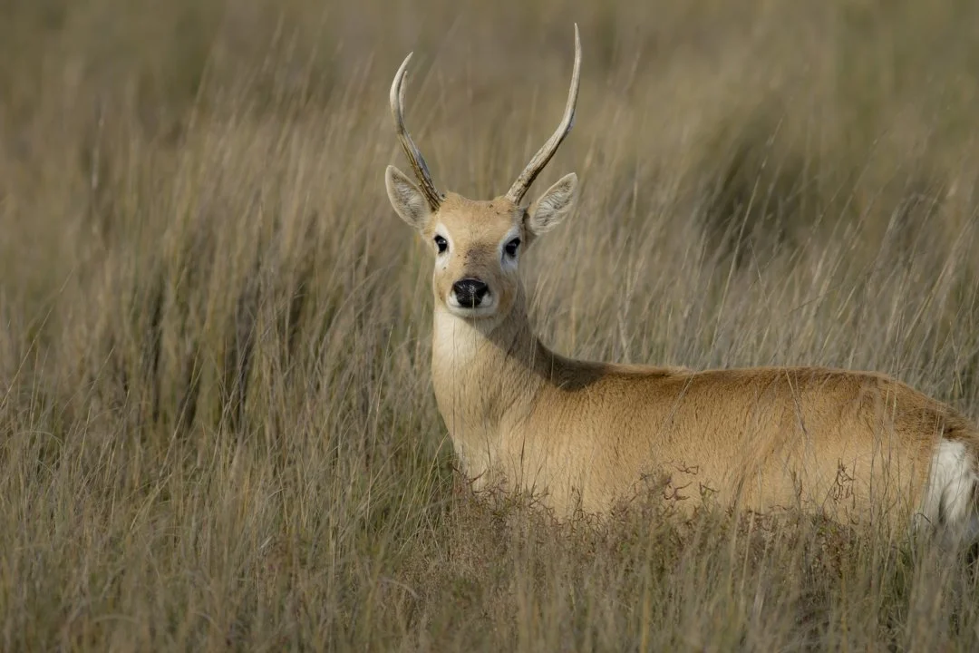 Բեզոարտիկ օզոտոցերոս (Ozotoceros bezoarticus), 5 of 5