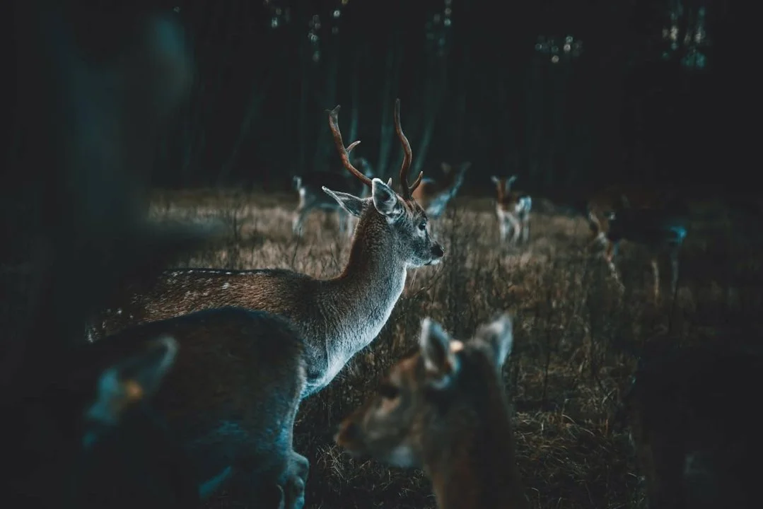 Natural England CL55 Deer Night Shooting Licence 2026: Thermal Imaging Now Legal for Deer Control in England 

Natural England's streamlined CL55 deer night shooting lice