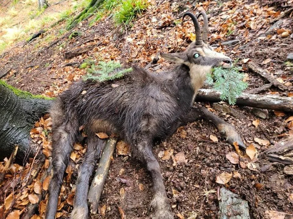 Chamois ( Rupicapra rupicapra) hunted in Slovenia with Pannonvad .
Szlovéniában a Pannonvad vadászvendége ejtette el a képen látható zergebakot .
Tap de caprā neagrā vä