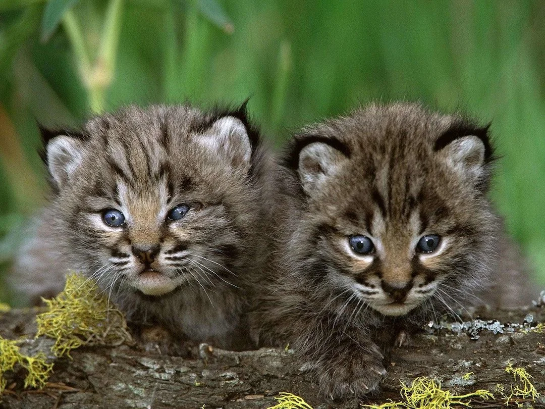 Lynx Kits Documented in Minnesota's Voyageurs National Park for First Time