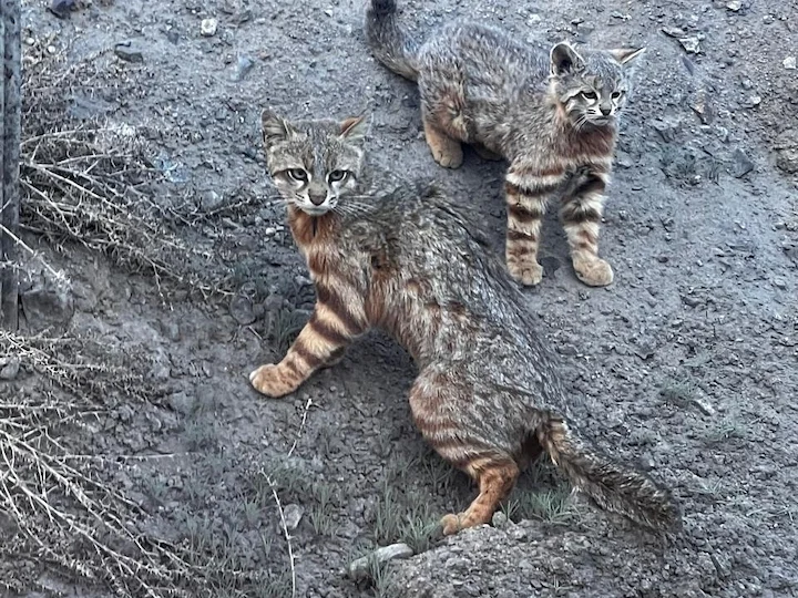 Колоколо