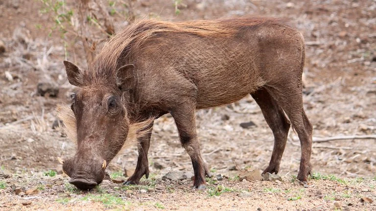 Warrewarrel (Bosvark) (Phacochoerus africanus), 5 of 5