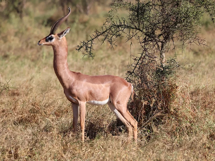 Gazzella giraffa