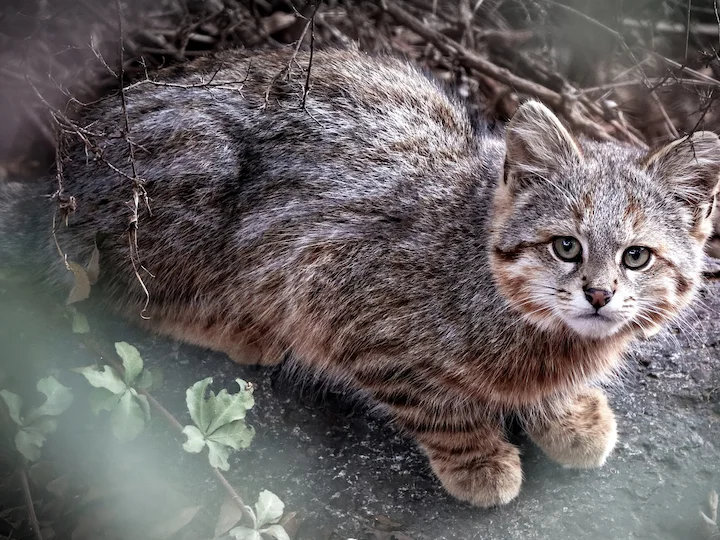 Колоколо