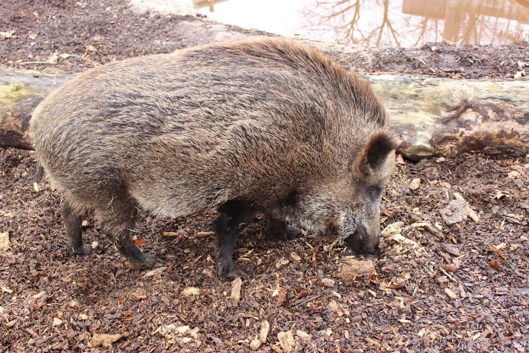 Wild boar hunting in the Rif Mountains (Morocco): A guide for successful hunting