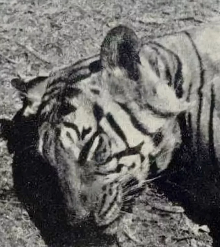 Champawat tigress story. Champawat tigress story.
