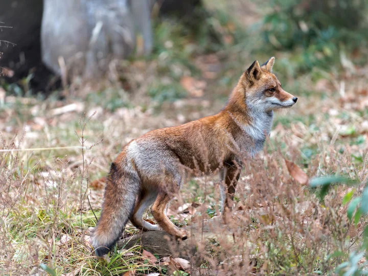 Japanse vos (Japannese vos) (Vulpes vulpes japonica), 2 of 3