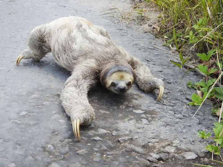 तीन उंगली वाला स्लॉथ (थ्री-टोड स्लॉथ)