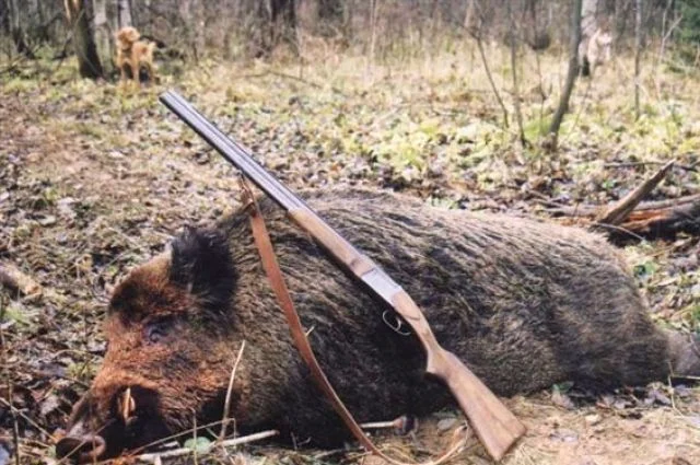 3 EASY WAYS TO MAKE ANY WILD HOG DELICIOUS
A lot of folks get nervous when you start throwing wild pig into the dinner table conversation. Log onto any hunting forum and