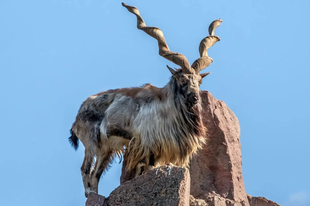 Մարմարե այծ (Ֆալկոների այծ)