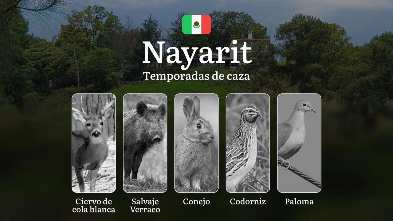 Temporadas y períodos de Caza en Nayarit: Periodos Legales, Comportamiento de la Fauna y Requisitos de Licencia
Nayarit, uno de los estados más biodiversos de México, of