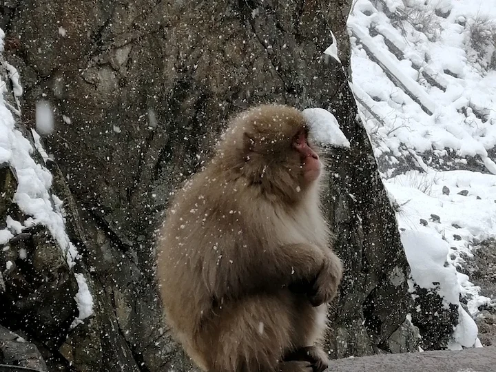 Japanse makak (Sneeumakak)