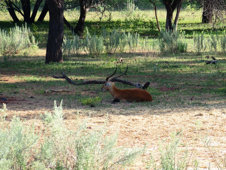 Lechwe červený