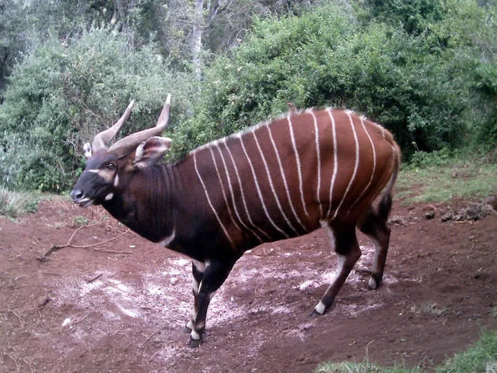 Bontebok (Gewone bontebok) (Tragelaphus eurycerus isaaci), 2 of 3