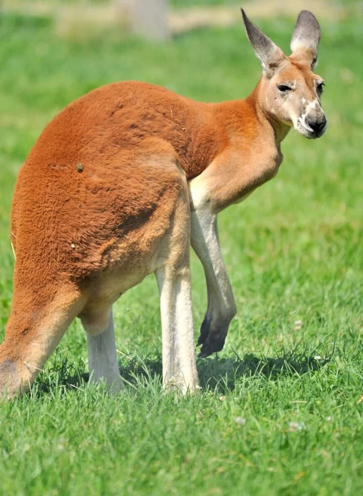 Rooikangoeroe (Rooi reuskan-goeroe) (Osphranter rufus), 3 of 4