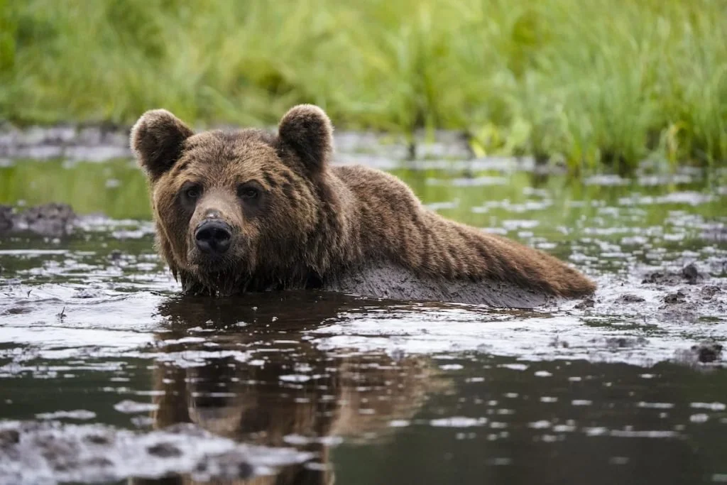 Kuusamo Hunting Secrets: Geography, Laws and Legislation, Hunting Seasons and Interesting Facts