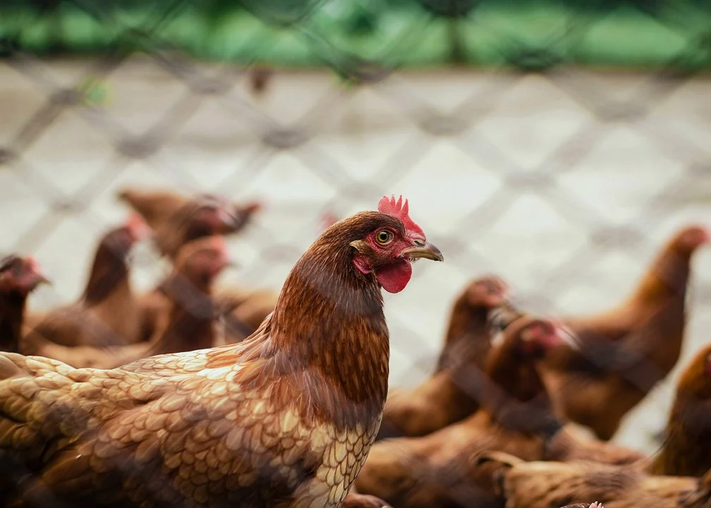 Vogelgrippe in Deutschland: Keulungen und Jagdregeln

Die Geflügelpest hat Deutschland fest im Griff. Erneut mussten zehntausende Tiere gekeult werden, während sich das V