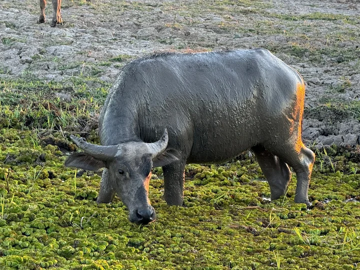 Wasserbüffel (Asiatischer Wasserbüffel) (Bubalus bubalis)