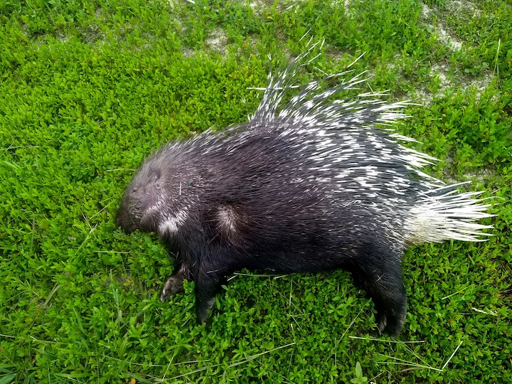 Stekelvark (Indiese stekelvark)
