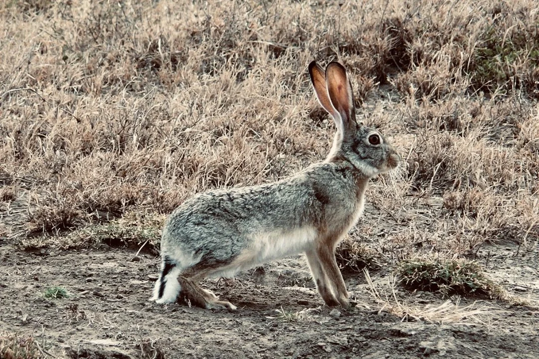 Chasse au lièvre au Maroc : Guide complet pour les passionnés
Le Maroc, terre de contrastes et de traditions ancestrales, offre également des opportunités de chasse exce
