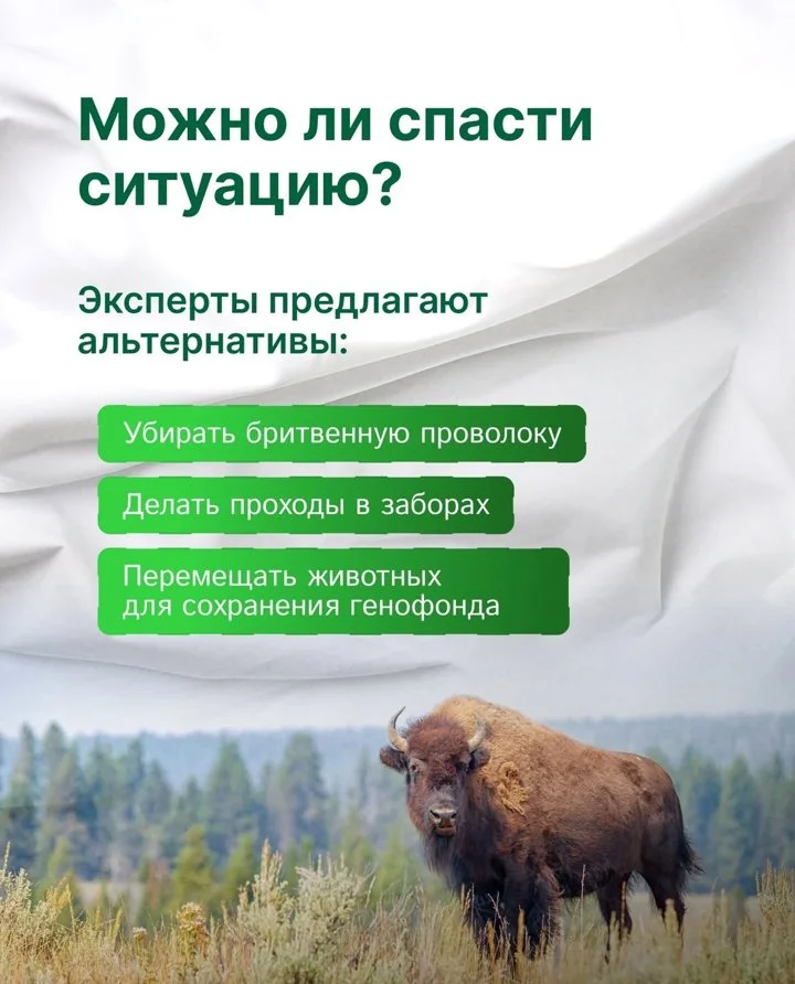 В последнее время в Европе активно возводятся разделительные заграждения, но цена таких барьеров - благополучие природы.