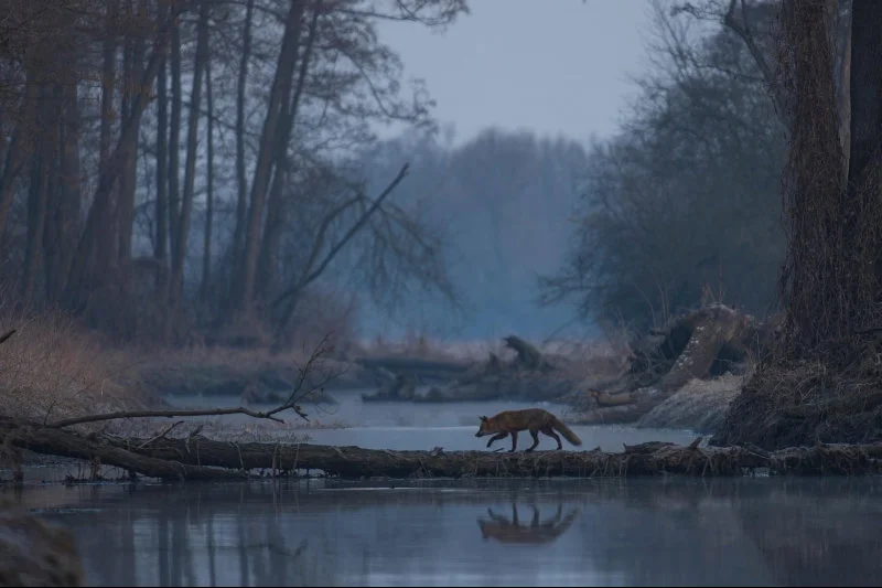 Before sunrise

Lis/Fox (Vulpes vulpes)  Central Poland
Nikon d500/Nikkor 200-400 VRII (400)