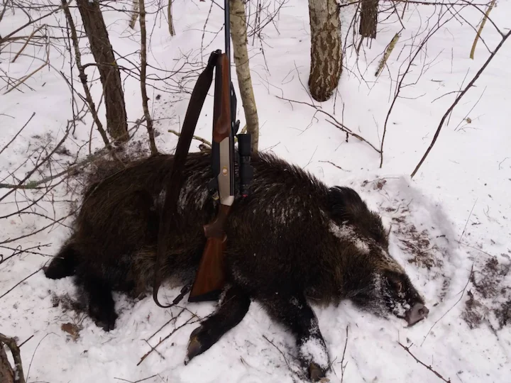 wild boar