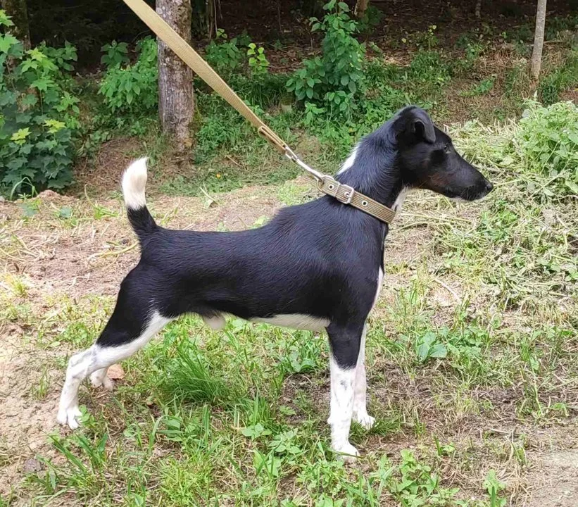 The Smooth Fox Terrier: A Hunter's Companion

The Smooth Fox Terrier, known for its agility, intelligence, and jovial spirit, is a breed that has long captured the hearts