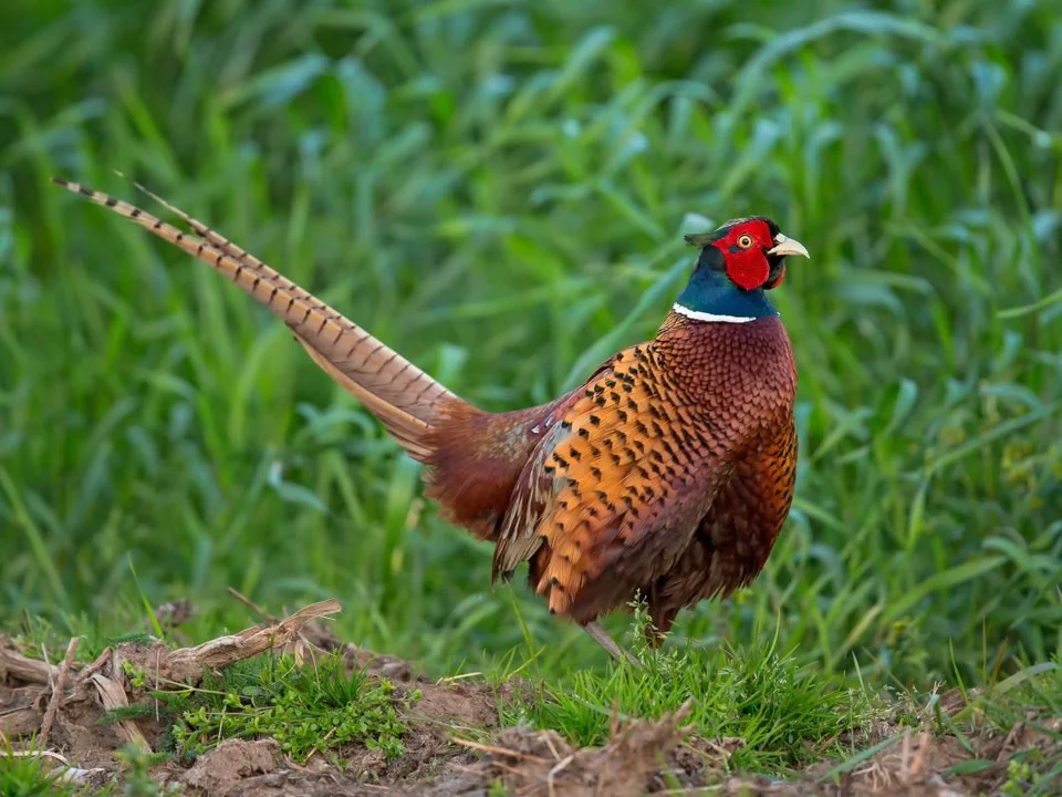 Jagd im Bezirk Laufenburg (Kanton Aargau), Schweiz: Merkmale, Bevölkerung, Jagdstrategien, Wildarten, Jagdsaisons, Verbä… Jagd im Bezirk Laufenburg (Kanton Aargau), Schweiz: Merkmale, Bevölkerung, Jagdstrategien, Wildarten, Jagdsaisons, Verbä…