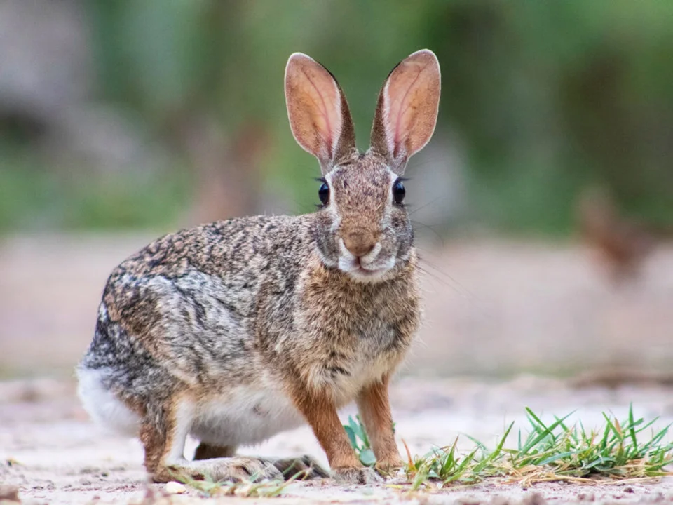 Vlaktehaas (Floridahaas) (Sylvilagus floridanus), 2 of 4