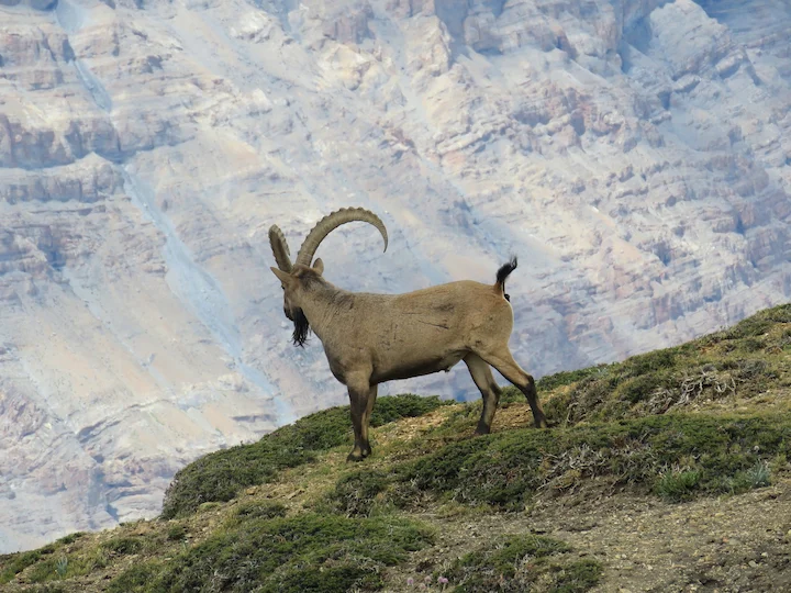 Sibirischer Steinbock (Himalaya-Steinbock) (Capra sibirica hemalayanus)