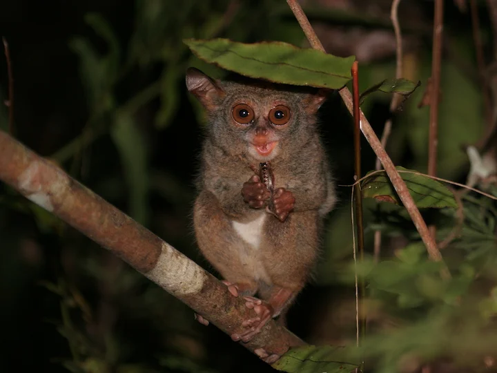 Peleng-tarsier