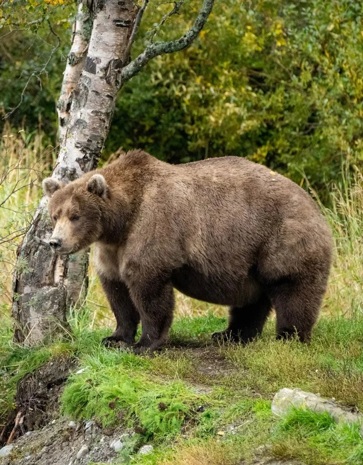 Կոլարիս կարգատեսակ (Կովկասյան արջ) (Ursus arctos collaris), 2 of 3