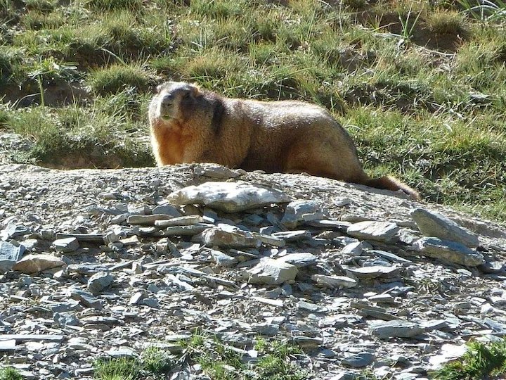 Մենցբիերի մարմոտ