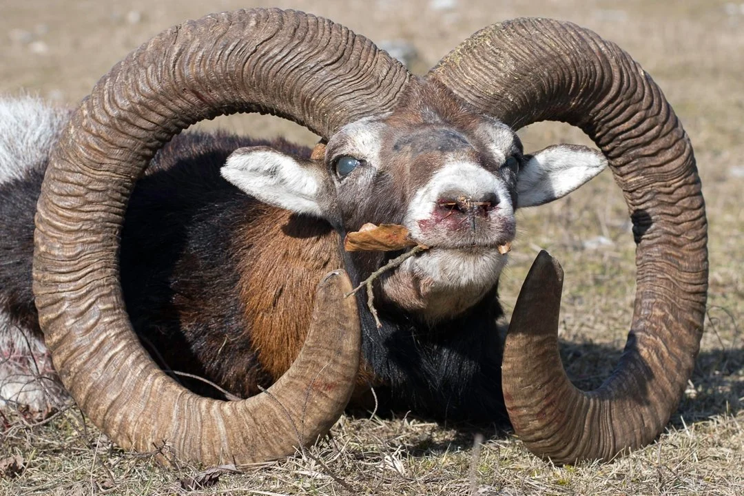 Die Jagd im Salzburger Land: Besonderheiten, Waldreichtum, Saisonzeiten, Jäger, Jagdarten, Grundlagen, Organisationen, Brauchtum, Fakten
Landschaftliche Beson