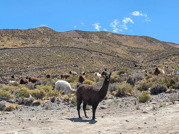 Llama domestica