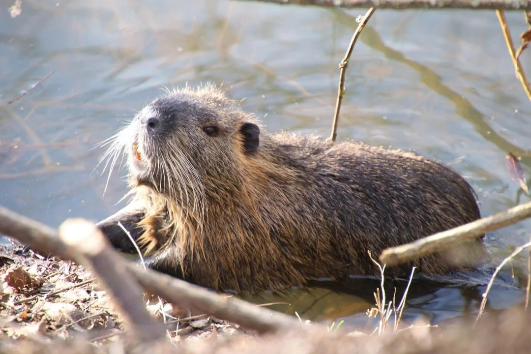 Beaver Hunting Permit in Finland 2025–2026: Price, Rules, Seasons and Where to Hunt