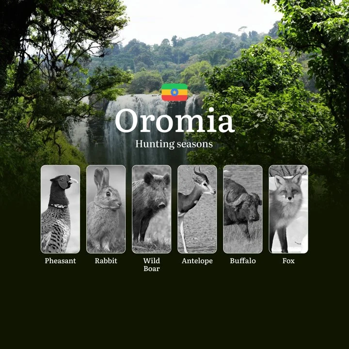 Seasons of Hunting in Ethiopia’s OROMIA Region: Hunting Periods, Openings and Closings, Licenses, Rules, and the Dates for Hunting
Hunting in Ethiopia is not only a mean