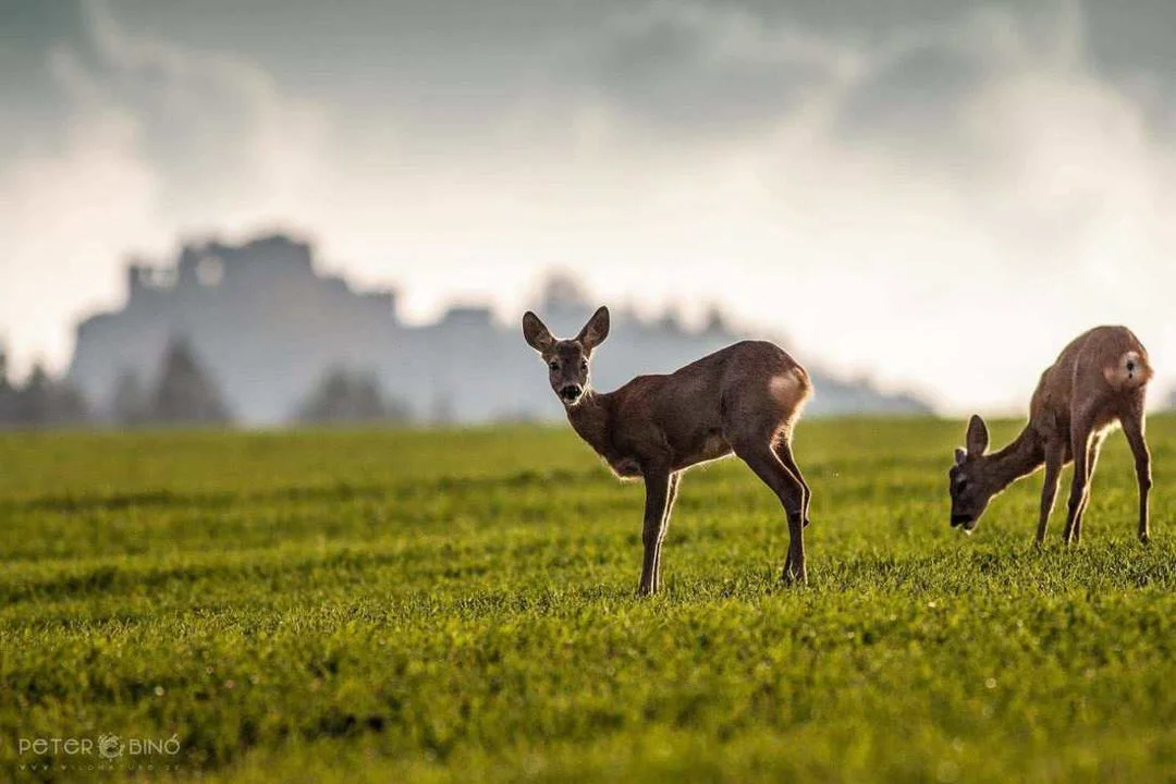 Nearly 1,000 Deer Killed During Record-Breaking Hunting Season on Nantucket
The expanded winter deer hunting season on Nantucket has concluded with a record-breaking har