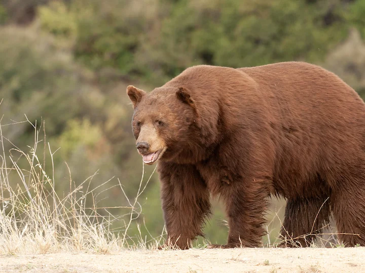 Swartbeer (Amerikaanse swartbeer) (Ursus americanus californiensis), 3 of 3
